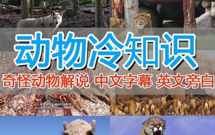 外面卖1699的国外纪录片解说（动物解说、美食、动画片）稳过中视频-第一资源网